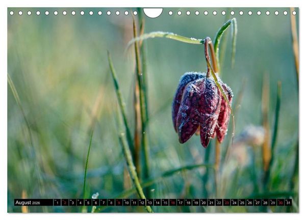 Produktbild: Die Schachbrettblume (Wandkalender 2026 DIN A4 quer), CALVENDO Monatskalender