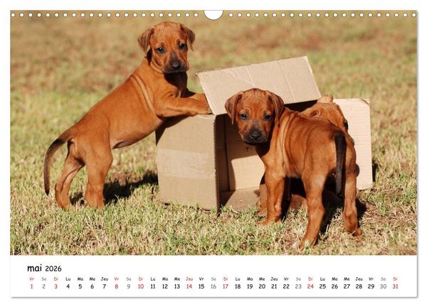 Produktbild: Chiots Rhodesian Ridgeback (Calendrier mural 2026 DIN A3 vertical), CALVENDO calendrier mensuel