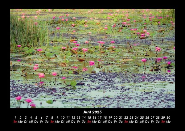 Produktbild: Rosen-Kalender 2025 Fotokalender DIN A3
