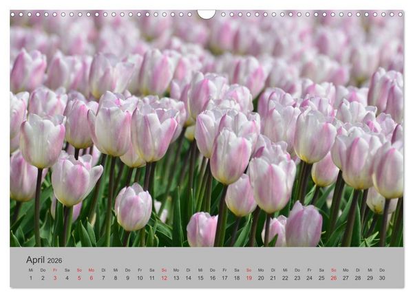 Produktbild: Impressionen von Texel (Wandkalender 2026 DIN A3 quer), CALVENDO Monatskalender