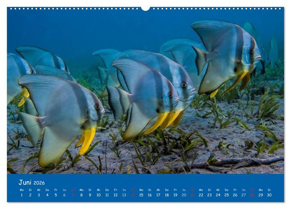 Produktbild: Unterwasserwelten (hochwertiger Premium Wandkalender 2026 DIN A2 quer), Kunstdruck in Hochglanz
