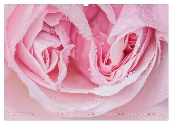 Produktbild: Rosen im Morgentau (Wandkalender 2026 DIN A2 quer), CALVENDO Monatskalender