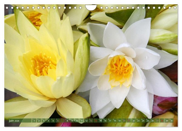 Produktbild: Magnifiques n&eacute;nuphars (Calendrier mural 2026 DIN A4 vertical), CALVENDO calendrier mensuel