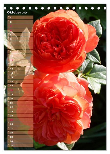 Produktbild: Rosen f&uuml;r DICH / Geburtstagskalender (Tischkalender 2026 DIN A5 hoch), CALVENDO Monatskalender