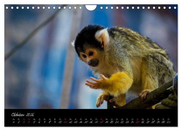 Produktbild: Tiergarten N&uuml;rnberg (Wandkalender 2026 DIN A4 quer), CALVENDO Monatskalender