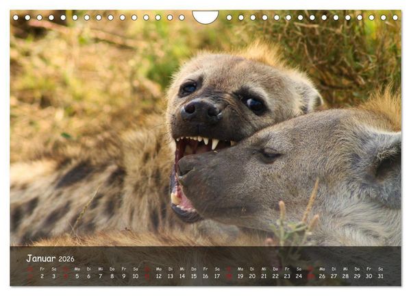 Produktbild: Wildes Ostafrika - Tansania und Kenia hautnah (Wandkalender 2026 DIN A4 quer), CALVENDO Monatskalender