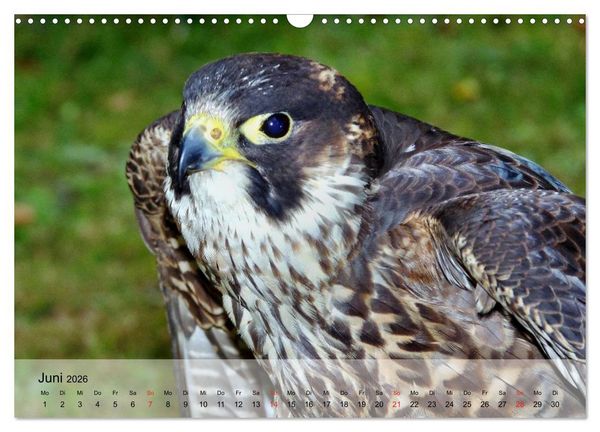 Produktbild: Falken und Greifv&ouml;gel. Edle J&auml;ger (Wandkalender 2026 DIN A3 quer), CALVENDO Monatskalender