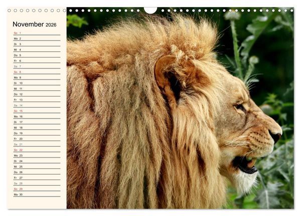 Produktbild: L&ouml;wen (Wandkalender 2026 DIN A3 quer), CALVENDO Monatskalender