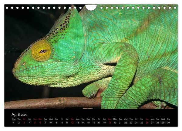 Produktbild: Chameleons Monsters of the African Bush (Wall Calendar 2026 DIN A4 landscape), CALVENDO 12 Month Wall Calendar