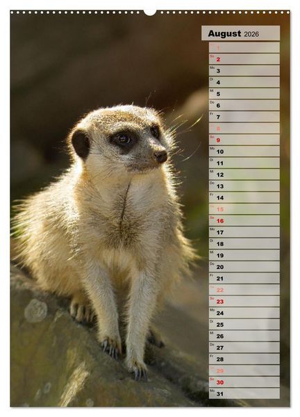 Produktbild: Erdm&auml;nnchen, putzige Kerlchen mit gro&szlig;en Knopfaugen (hochwertiger Premium Wandkalender 2026 DIN A2 hoch), Kunstdruck in Hochglanz