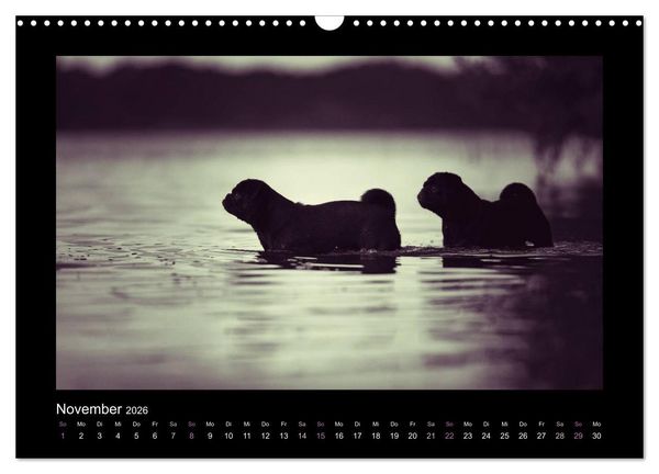 Produktbild: Der Feldfurchen-Mops (Wandkalender 2026 DIN A3 quer), CALVENDO Monatskalender