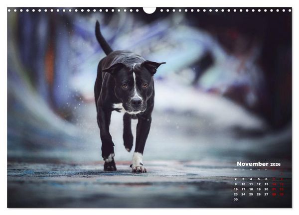 Produktbild: Listenhunde - mehr als nur eine Kategorie (Wandkalender 2026 DIN A3 quer), CALVENDO Monatskalender