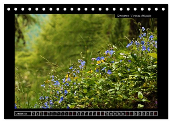 Produktbild: Alpine Flora in der Hom&ouml;opathie (Tischkalender 2026 DIN A5 quer), CALVENDO Monatskalender