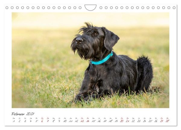 Produktbild: Riesenschnauzer - Treue Partner (Wandkalender 2027 DIN A4 quer), CALVENDO Monatskalender