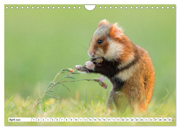 Produktbild: Herzige Feldhamster - farbenfrohe Nagetiere im st&auml;dtischen Lebensraum (Wandkalender 2026 DIN A4 quer), CALVENDO Monatskalender
