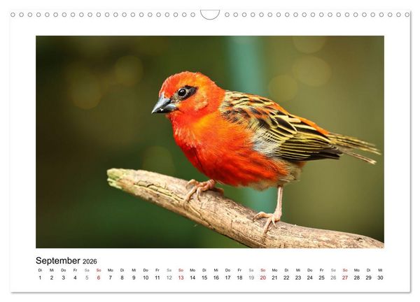Produktbild: Zauberhaft und farbenfroh (Wandkalender 2026 DIN A3 quer), CALVENDO Monatskalender