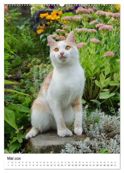 Produktbild: COUNTRY CATS (Wandkalender 2026 DIN A2 hoch), CALVENDO Monatskalender