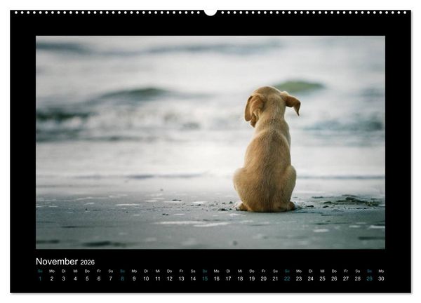 Produktbild: Allerlei Hundekinder (Wandkalender 2026 DIN A2 quer), CALVENDO Monatskalender