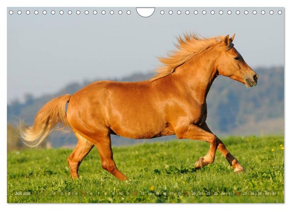 Produktbild: Haflinger Sch&ouml;nheiten (Wandkalender 2026 DIN A4 quer), CALVENDO Monatskalender