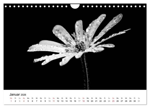 Produktbild: Blumen 2026, Schwarz-Wei&szlig; (Wandkalender 2026 DIN A4 quer), CALVENDO Monatskalender
