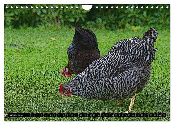 Produktbild: Die H&uuml;hner sind los! (Wandkalender 2026 DIN A4 quer), CALVENDO Monatskalender