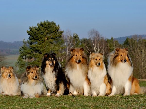 Produktbild: CALVENDO Puzzle Ein Motiv aus dem Kalender Faszination Collie 2017 | 1000 Teile Lege-Gr&ouml;&szlig;e 64x48cm Foto-Puzzle f&uuml;r gl&uuml;ckliche Stunden