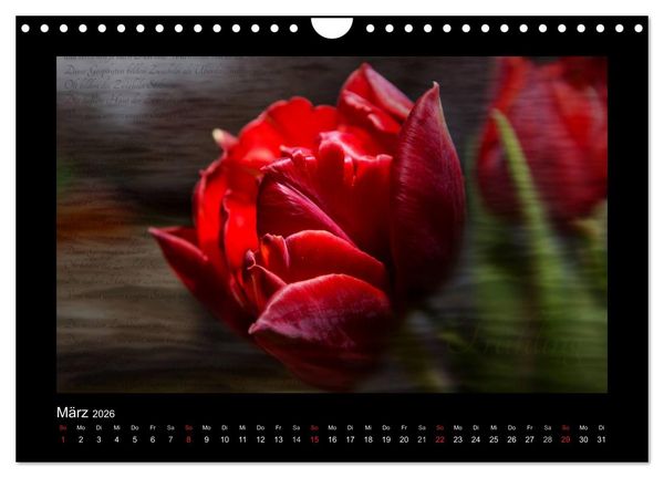 Produktbild: Rot (Wandkalender 2026 DIN A4 quer), CALVENDO Monatskalender