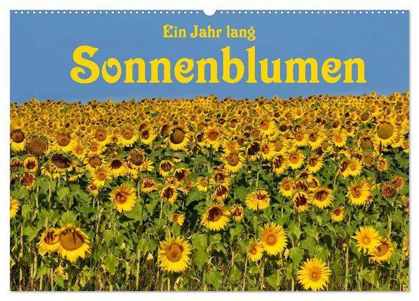 Produktbild: Ein Jahr lang Sonnenblumen (Wandkalender 2026 DIN A2 quer), CALVENDO Monatskalender