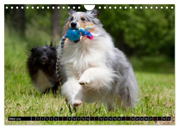 Produktbild: Shetland Sheepdogs - Kleine Charmeure (Wandkalender 2026 DIN A4 quer), CALVENDO Monatskalender
