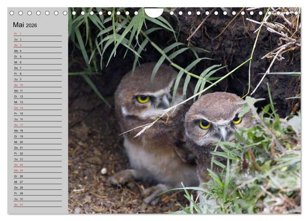 Produktbild: Eulen. Gefiederte Weisheit (Wandkalender 2026 DIN A4 quer), CALVENDO Monatskalender