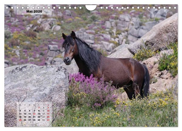 Produktbild: Nordportugal - Heimat der letzten wilden Pferde (Wandkalender 2026 DIN A4 quer), CALVENDO Monatskalender
