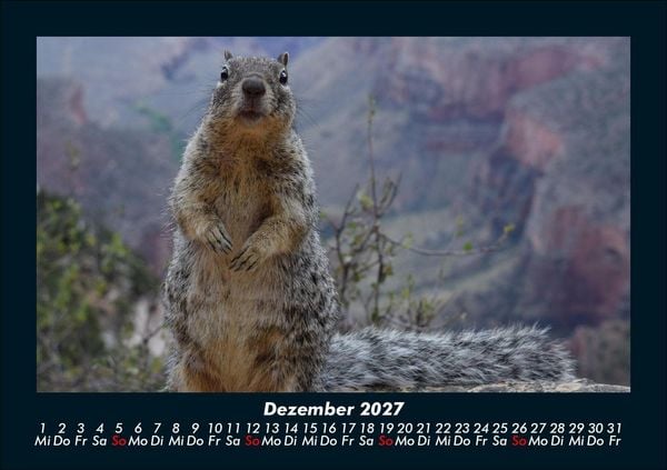 Produktbild: Der Tierkalender 2027 Fotokalender DIN A5