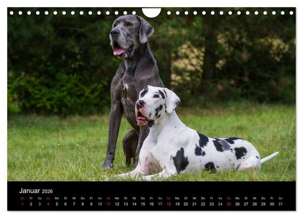 Produktbild: Deutsche Dogge 2026 (Wandkalender 2026 DIN A4 quer), CALVENDO Monatskalender