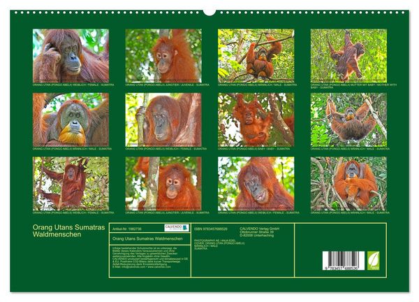 Produktbild: Orang Utans Sumatras Waldmenschen (hochwertiger Premium Wandkalender 2026 DIN A2 quer), Kunstdruck in Hochglanz