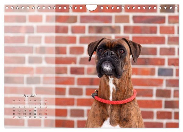 Produktbild: Deutscher Boxer 2026 (Wandkalender 2026 DIN A4 quer), CALVENDO Monatskalender