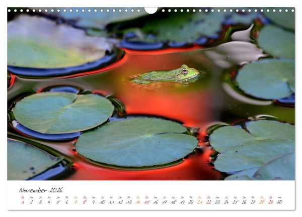 Produktbild: Frosch Karl, Hans und Max im Einklang der Natur (Wandkalender 2026 DIN A3 quer), CALVENDO Monatskalender