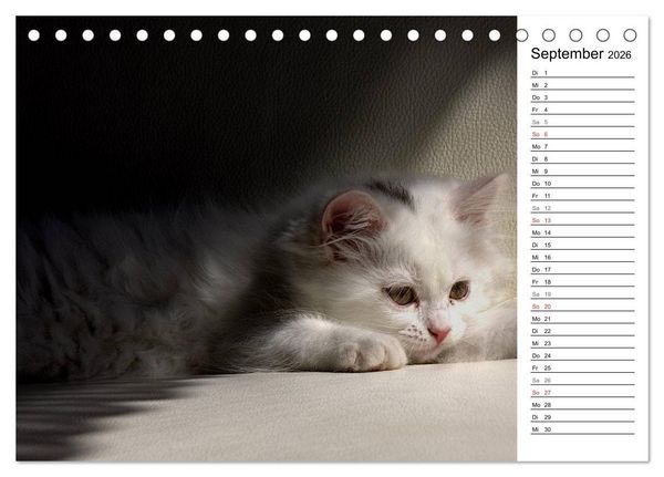 Produktbild: Aus der Kinderstube der Perserkatze (Tischkalender 2026 DIN A5 quer), CALVENDO Monatskalender