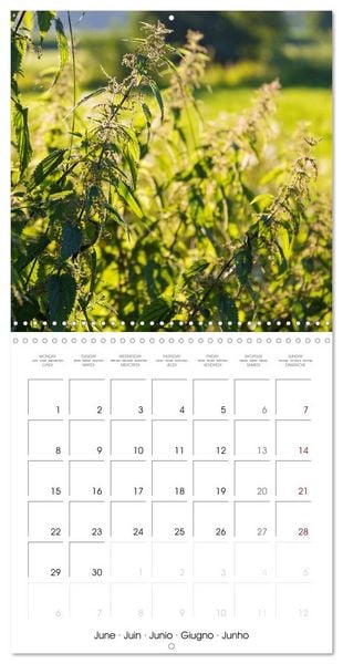 Produktbild: Herbal Haven. Enchanting Healing Plants (Wall Calendar 2026 12 &times; 12 Inch) CALVENDO 12 Month Wall Calendar