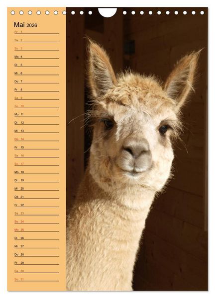 Produktbild: Alpakas zum Knuddeln gerne (Wandkalender 2026 DIN A4 hoch), CALVENDO Monatskalender
