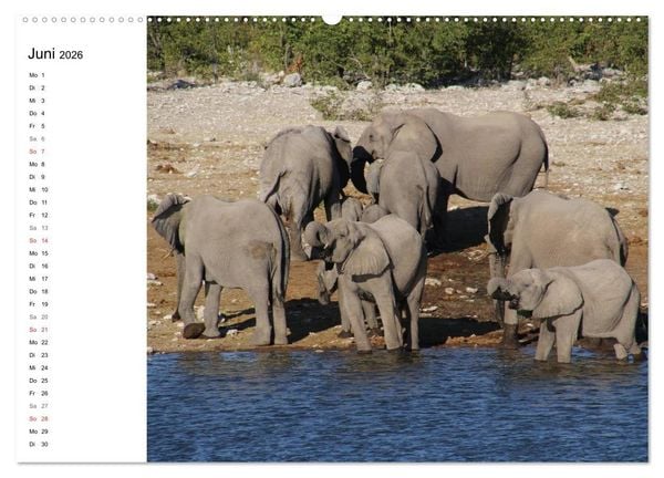 Produktbild: Namibia - Tierische Vielfalt (Planer) (hochwertiger Premium Wandkalender 2026 DIN A2 quer), Kunstdruck in Hochglanz