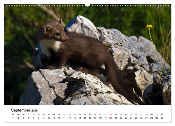 Produktbild: Heimische Tierwelt (Wandkalender 2026 DIN A2 quer), CALVENDO Monatskalender