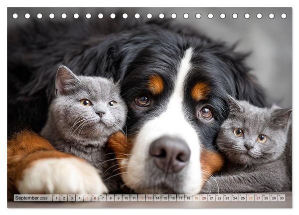 Produktbild: Hund und Katze - Tierische Freunde (Tischkalender 2026 DIN A5 quer), CALVENDO Monatskalender