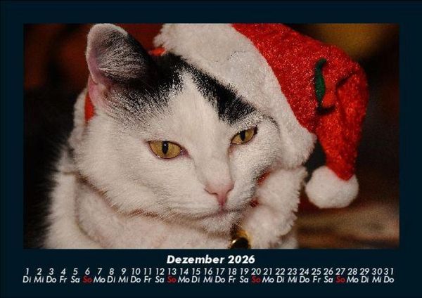 Produktbild: F&uuml;r Katzenfreunde 2026 Fotokalender DIN A5