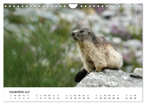 Produktbild: Le monde des marmottes en Haute Maurienne (Calendrier mural 2027 DIN A4 vertical), CALVENDO calendrier mensuel
