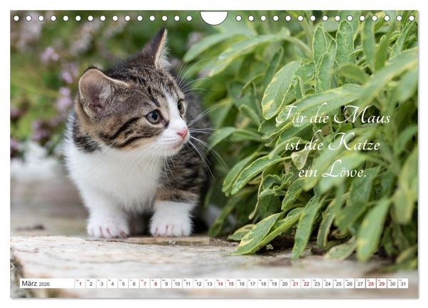 Produktbild: Kitten auf Entdeckungsreise (Wandkalender 2026 DIN A4 quer), CALVENDO Monatskalender