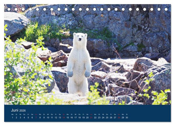 Produktbild: Das Leben der etwas "anderen" Eisb&auml;ren! (Tischkalender 2026 DIN A5 quer), CALVENDO Monatskalender