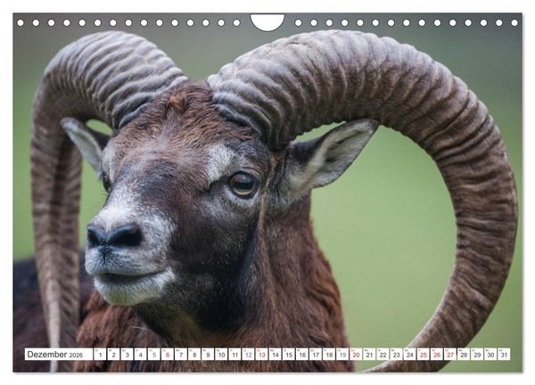Produktbild: Emotionale Momente: Muffelwild. (Wandkalender 2026 DIN A4 quer), CALVENDO Monatskalender