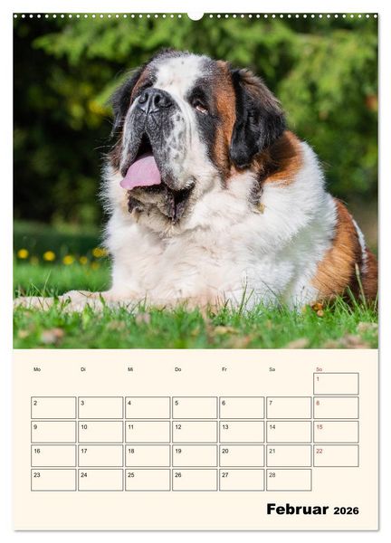 Produktbild: Bernhardiner - Mit dem St. Bernhardshund durch das Jahr (hochwertiger Premium Wandkalender 2026 DIN A2 hoch), Kunstdruck in Hochglanz