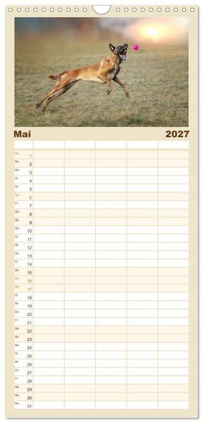 Produktbild: Familienplaner 2027 - Mit dem Malinois durch das Jahr mit 5 Spalten (Wandkalender, 21 x 45 cm) CALVENDO
