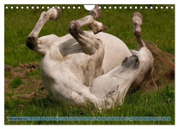 Produktbild: Lustiger Schimmel - ein Pferd mit Humor (Wandkalender 2027 DIN A4 quer), CALVENDO Monatskalender